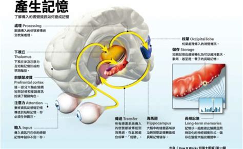 海馬迴再生|逆轉大腦退化？研究證實：6種遠離失智的生活方式，。